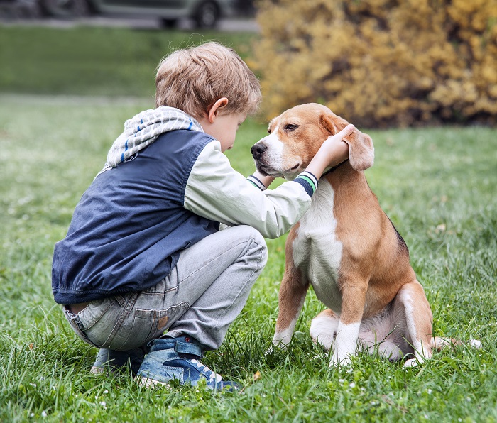 Der Beagle ist nicht nur in Kinderfilmen ein beliebter Begleiter für kleine und große Abenteuer. (Foto: shutterstock.com / Soloviova Liudmyla)