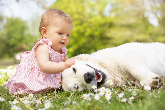 Besonders wenn kleine Kinder im Haus sind muss der Familienhund sehr gelassen sein. (Foto: shutterstock.com / Monkey Business Images)