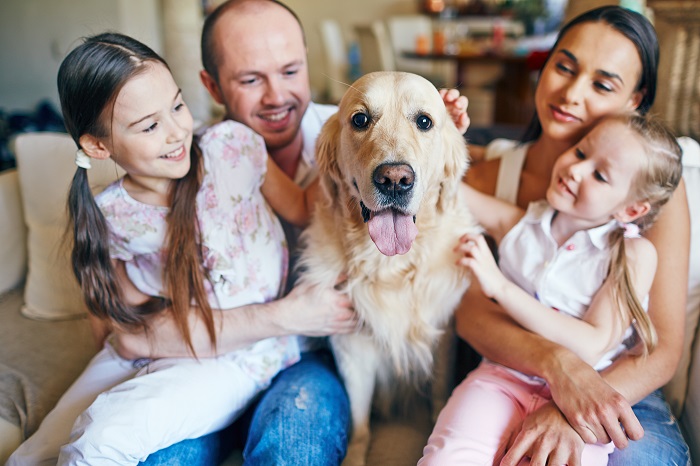 Der Golden Retriever ist der beliebteste Familienhund. (Foto: shutterstock.com / Pressmaster)