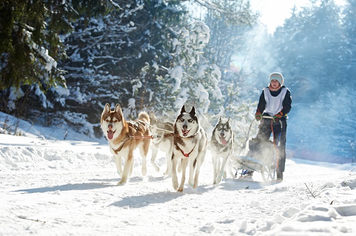 Vor einen Schlitten gespannt fühlt sich der Husky extrem wohl (Foto: shutterstock.com / Dmitry Kalinovsky)