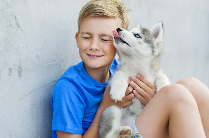 Huskys sind total vernarrt in ihre Menschen. Besonders lieben sie Kinder. (Foto: shutterstock.com / Rodica Vasiliev)