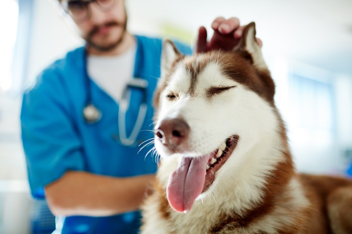 Der Husky ist sehr robust und leidet kaum unter Erbkrankheiten. (Foto: shutterstock.com / Pressmaster)