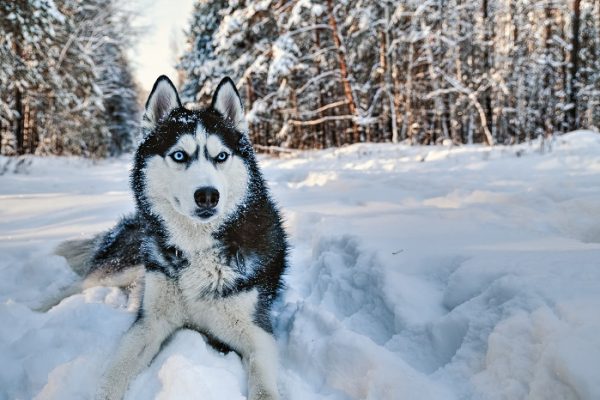 Husky: Die alte Seele aus dem Norden - Haustier-News: "Welpen"