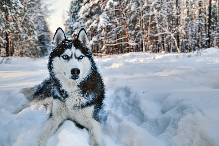 Sein wolliges aber recht kurzes Fell macht die Pflege des Huskys denkbar einfach. (Foto: shutterstock.com / Konstantin Zaykov)