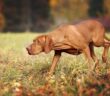 Magyar Vizsla: Jagdhund mit Schmusefaktor (Foto: shutterstock / Ivanova N)