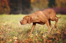 Magyar Vizsla: Jagdhund mit Schmusefaktor (Foto: shutterstock / Ivanova N)