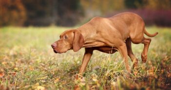 Magyar Vizsla: Jagdhund mit Schmusefaktor (Foto: shutterstock / Ivanova N)