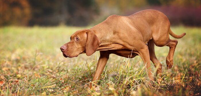 Magyar Vizsla: Jagdhund mit Schmusefaktor (Foto: shutterstock / Ivanova N)