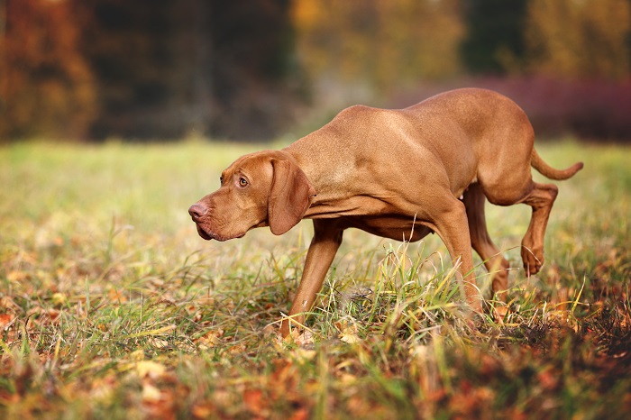 Magyar Vizsla: mit Schmusefaktor -