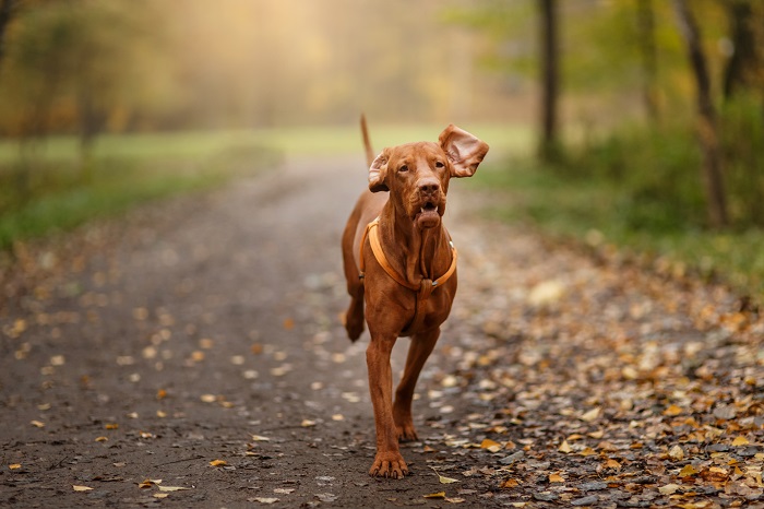 Der Magyar Vizsla muss viel rennen können. Er liebt die Natur, besonders die Wälder. (Foto: shutterstock / Alex Zotov)