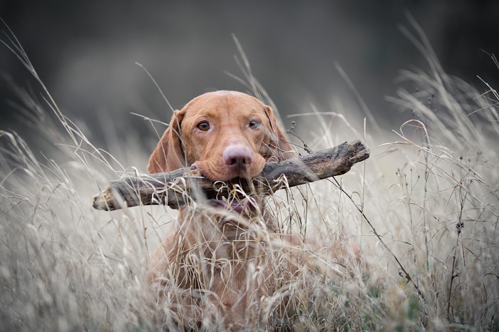 Der Magyar Vizsla kann ein wertvolles Mitglied der Familie sein. (Foto: shutterstock.com / TMArt)