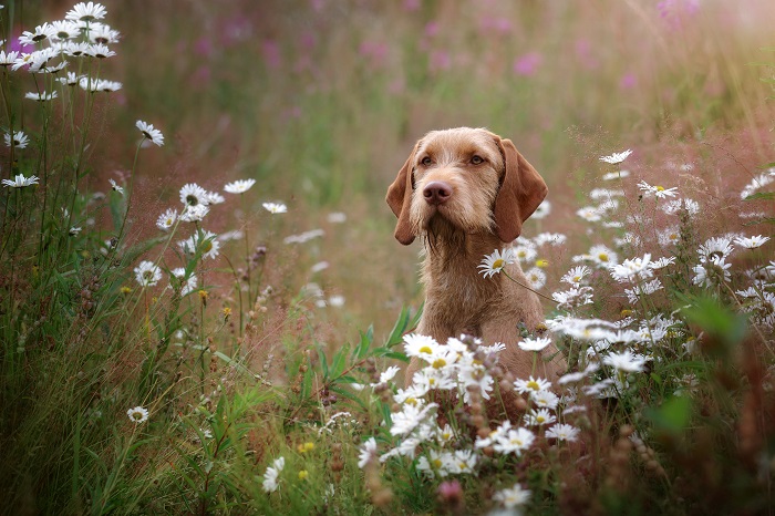 Der Magyar Vizsla ist als Rauhaar-Variante nur schwer zu bekommen. (Foto: shutterstock / Ivanova N)