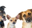 Mischlinge: Diese Mischlingshunde sind die beliebtesten ( Foto: Shutterstock-Susan Schmitz )