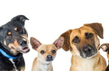 Mischlinge: Diese Mischlingshunde sind die beliebtesten ( Foto: Shutterstock-Susan Schmitz )