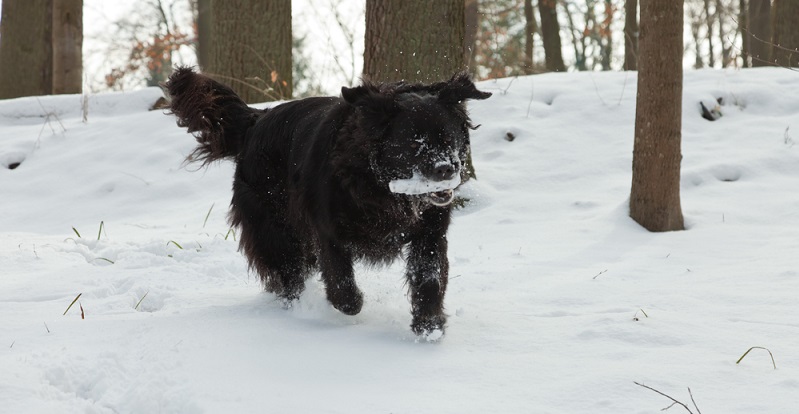 Der Berner Sennenhund hat viel zu einem liebevollen Mischling beizutragen. ( Foto: Shutterstock-Ysbrand Cosijn)