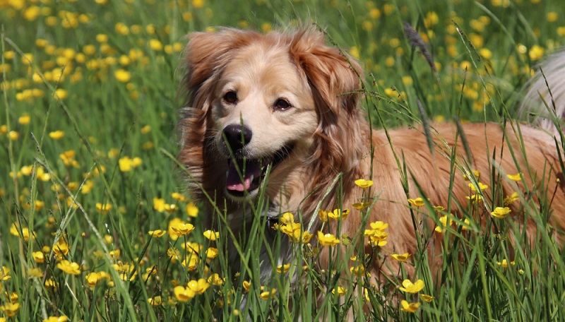 Einer der beliebtesten Mischlinge mit einem Golden Retriever ist der Goldador, wobei das zweite Elterntier ein Labrador ist. ( Foto: Shutterstock-Runa0410)