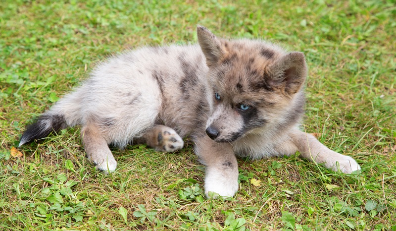 Reinrassige Huskys brauchen viel Auslauf und sind schwierig zu erziehen. Daher entscheiden sich Husky-Liebhaber häufig für einen Mischling, bei dem nur ein Elternteil ein reinrassiger Husky ist. ( Foto: Shutterstock- Fedor Selivanov )