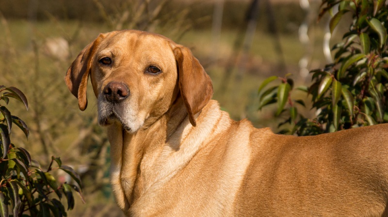 Der Labrador ist eine beliebte Rasse für Mischlinge. ( Foto: Shutterstock-schoenfelder )