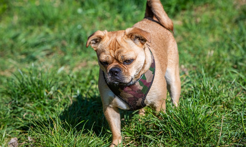 Auch bei einem Mops Mischling sieht man häufig sehr deutlich, dass der Hybridhund zum Teil ein Mops ist. ( Foto: Shutterstock-_msgrafixx )