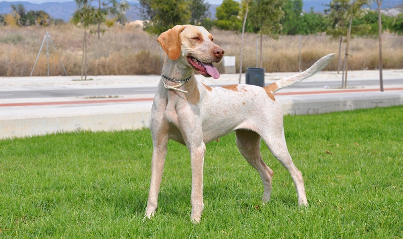 Der Podenco Mix stammt auf Südeuropa und ist ein Mischling mehrerer Unterarten mediterraner Windhunde. ( Foto: Shutterstock- rSnapshotPhotos )