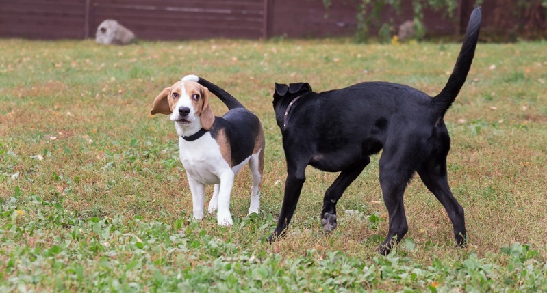 Der Pomeagle ist ein äußerst beliebte Beagle Mischling. ( Foto: Shutterstock- Tikhomirov Sergey )