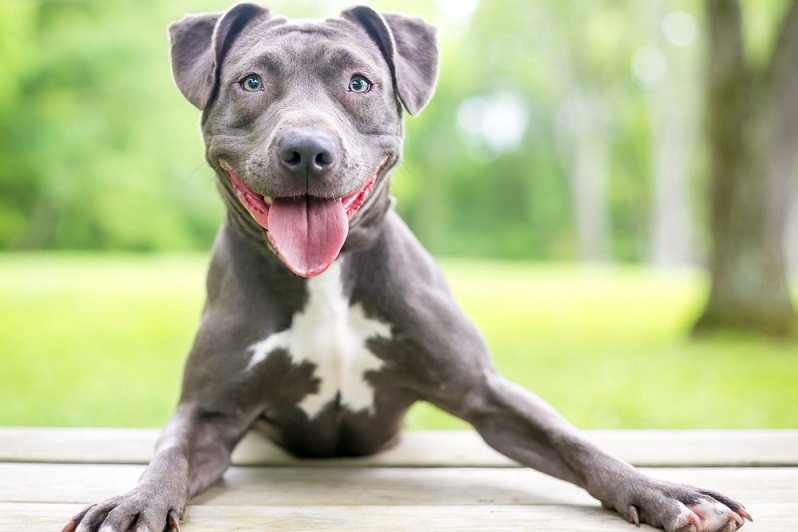 Ein Pit Bull Mischling wird ebenfalls als Kampfhund eingestuft, weshalb Verpaarungen eher selten sind. ( Foto: Shutterstock-Mary Swift)