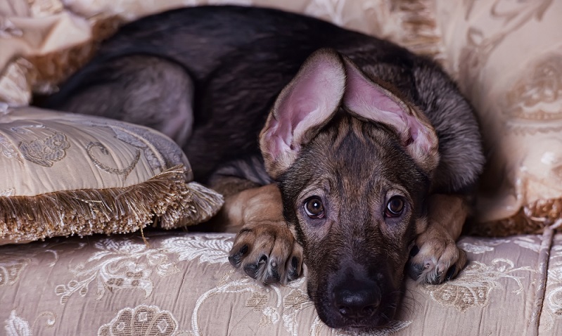 Mischlinge mit dem Deutschen Schäferhund sind äußerst loyale Hunde. ( Foto: Shutterstock- Anna Krivitskaya )