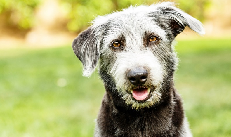 Unterarten des Terriers gibt es viele. Die kleinen Hunderassen werden gleichermaßen gerne für Kreuzungen genutzt. ( Foto: Shutterstock-Susan Schmitz)