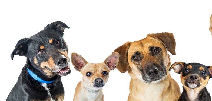 Mischlinge: Diese Mischlingshunde sind die - Haustier-News: "Welpen"