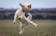 Pudel: Familienhund mit unwiderstehlichem Charme (Shutterstock.com / Darren William Hall)