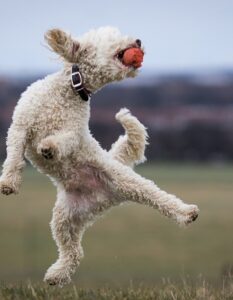 Pudel: Familienhund mit unwiderstehlichem Charme (Shutterstock.com / Darren William Hall)