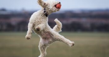 Pudel: Familienhund mit unwiderstehlichem Charme Pudel: Familienhund mit unwiderstehlichem Charme (Shutterstock.com / Darren William Hall)