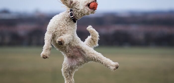 Pudel: Familienhund mit unwiderstehlichem Charme (Shutterstock.com / Darren William Hall)