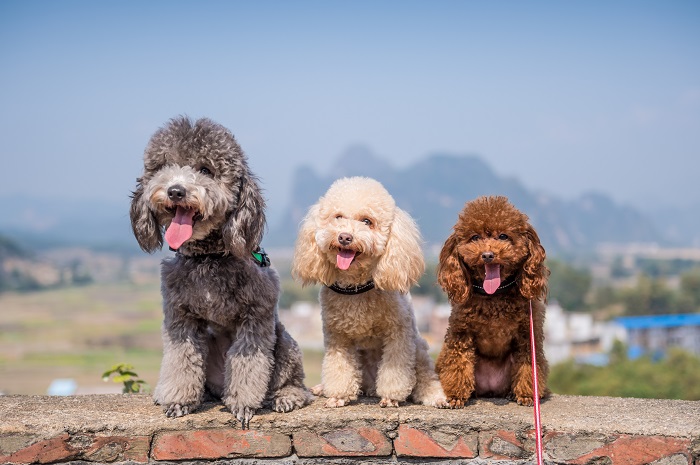 Den Pudel gibt es in verschiedenen Größen und Farben. (Foto: shutterstock.com / Chendongshan)