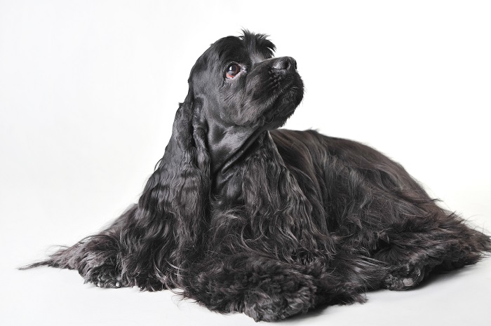 Der Cocker Spaniel benötigt eine Menge Fellpflege. (Foto: shutterstock.com / Ksenia Merenkova)