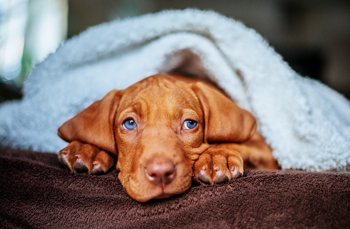 Der Magyar Vizsla muss schon im Welpenalter klare Regeln lernen. (Foto: shutterstock.com / Seventysix Media)