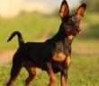 Zwergpinscher: Was der „Kleine Dobermann“ besonders liebt ( Foto: Shutterstock-Sevostyanova Tatyana)