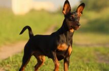 Zwergpinscher: Was der „Kleine Dobermann“ besonders liebt ( Foto: Shutterstock-Sevostyanova Tatyana)