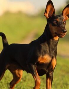 Zwergpinscher: Was der „Kleine Dobermann“ besonders liebt ( Foto: Shutterstock-Sevostyanova Tatyana)