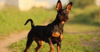 Zwergpinscher: Was der „Kleine Dobermann“ besonders liebt ( Foto: Shutterstock-Sevostyanova Tatyana)