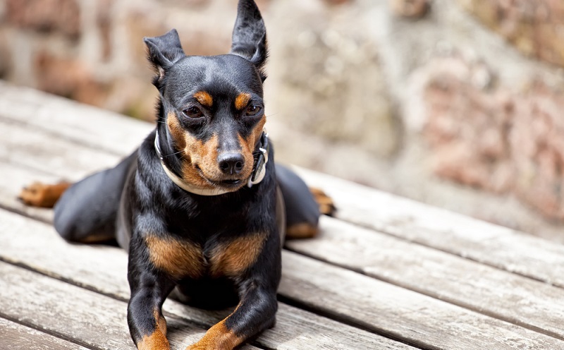 Wer sich mit dem Gedanken befasst, einen Hund zu adoptieren sollte sich über die lange Lebensdauer der Zwergpinscher bewusst sein. ( Foto: Shutterstock- Fulcanelli )