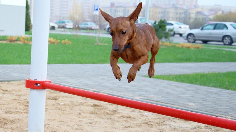 Kleine Rassen wie der Zwergpinscher müssen ebenso konsequent erzogen werden, wie große Rassen. (Foto: Shutterstock- BetterPhoto )