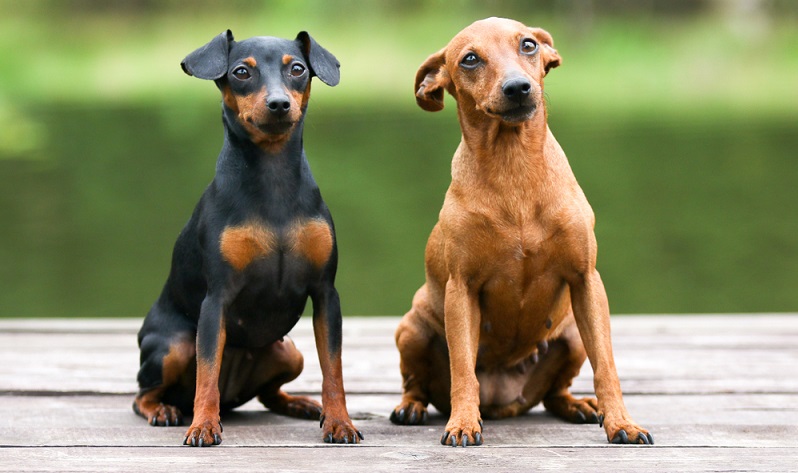 Der Zwergpinscher ist ein Nachkomme einer früher in Mitteleuropa sehr verbreiteten klassischen Hunderasse. ( Foto: Shutterstock- Lisjatina )