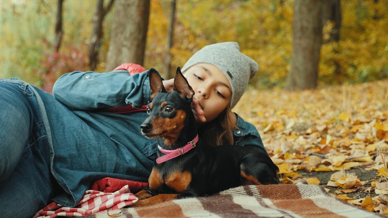 Der Zwergpinscher verlangt keine zeitaufwendige Pflege. Ab und zu das Fell bürsten ist vollkommen ausreichend. ( Foto: Shutterstock- _DedovStock )