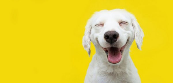 Hundenamen die 20 ausgefallensten und ungewöhnlichsten Namen für