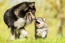 Hundenamen männlich: aber nur für wirklich außergewöhnliche Rüden! (Foto: shutterstock - ValSN)