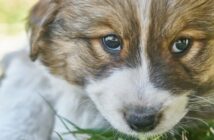 Hundenamen Rüde: 20 ausgefallene und ungewöhnliche Namen für Rüden (Foto: shutterstock - OlegRi)