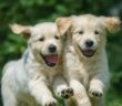 Männliche Hundenamen: 20x für verwegene Rüden (Foto: shutterstock - Orientgold)
