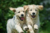 Männliche Hundenamen: 20x für verwegene Rüden (Foto: shutterstock - Orientgold)