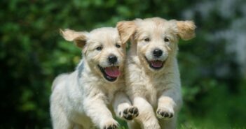 Männliche Hundenamen: 20x für verwegene Rüden (Foto: shutterstock - Orientgold)
